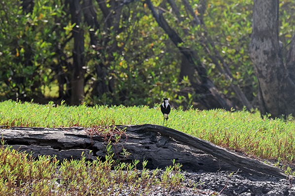 Spur-winged Lapwing
